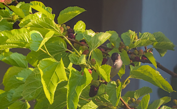 Une fauvette à tête noire (petit passereau gris avec une calotte noire et un bec fin) qui mange des mures directement sur l'arbre.