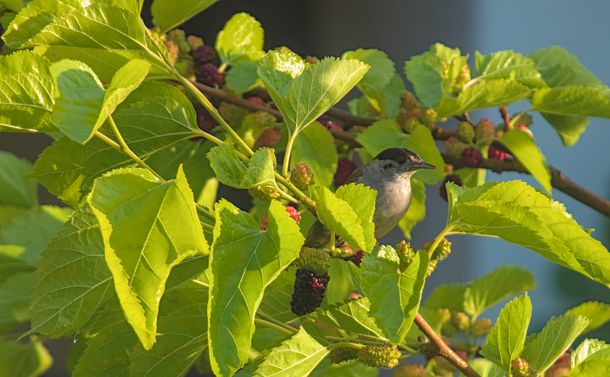 Une fauvette à tête noire dans les branches d'un mûrier