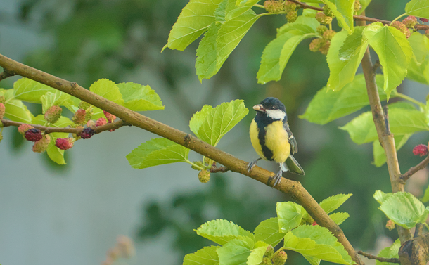 Une mésange charbonnière (petit passereau avec une tête noire et blanche et un petit bec, des ailes grises, un dos vert et un ventre jaune) sur une branche de mûrier. Elle a un petit fruit dans bec (ou autre chose)