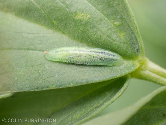 Long, mottled-green, slug-like larva with two small knobs protruding from one end.