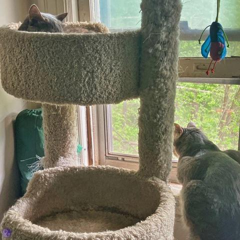 A cat tree with tiers is placed next to a window overlooking greenery whilea a cat toy hangs from one corner, Drowsy gray ears are seen above one platform while the platform beneath is empty. A long, gray tabby cat lounges in the open windowsill, as though they are waiting for that empty space to be filled.