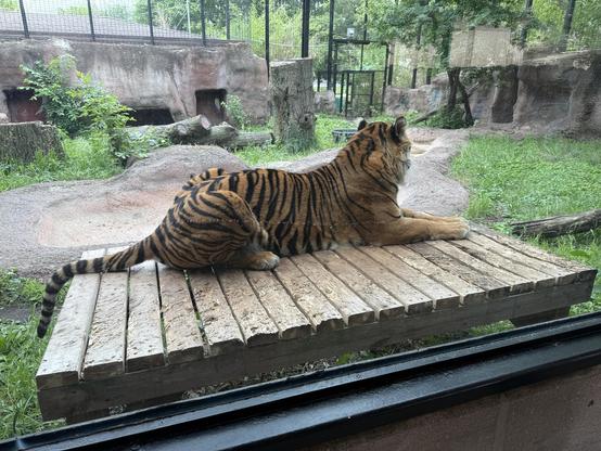 A gorgeous Sumatran tiger stretched out on a wooden deck close to the visiting window with its head turned away from the viewer. Its habitat includes man-made concrete caves and places for the big cats to jump up on as well as lots of greenery. The wooden deck is absolutely torn up from the tiger's claws.
