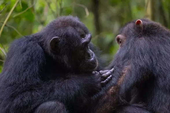Social grooming between two chimpanzees in the Budongo Forest. Credit: Dr. Elodie Freymann