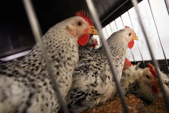 chickens in cages
