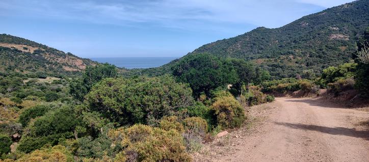 Wide dusty trail winding among sunlit mediterranean bushes and forests, towards distant sea.