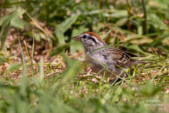 A young, perky-looking sparrow with a red cap and gray fluffy breast sits in shoulder-high grass.