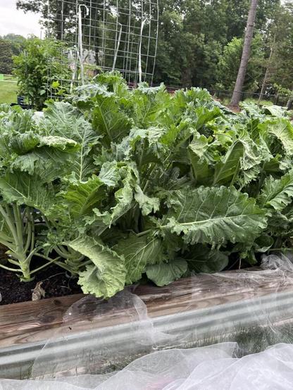 Four days of rain has my garden exploding