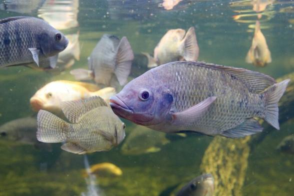 Japan’s FEED ONE to build aquafeed mill