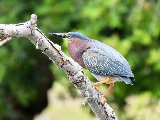 A large bird stands on a branch above water, showcasing its natural habitat and serene environment.