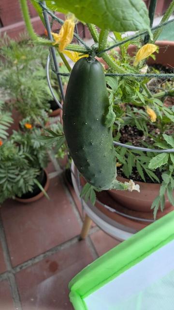 Do I harvest?