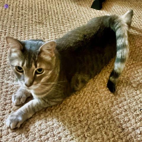 Against a beige Berber carpet, a gray tabby cat with long teen cat body structure and large kittenishi ears holds a larger than usual tail at a curve around their body, illustrating American Ringtails at Maturity.