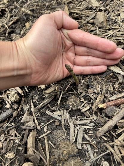 First asparagus shoots!