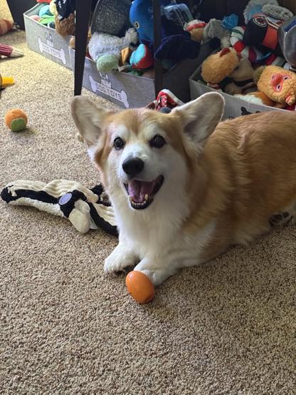 A smiling corgi lies on a carpet, resting its front paw on an orange toy. In the background, there are bins filled with various dog toys scattered around.
