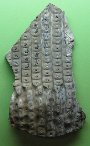 the fossil of a Sigillaria