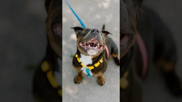 Found a Blind Puppy (who is SOO sweet) 😭 #dogphotography #streetportraits