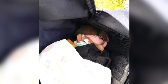 Mom Opens Diaper Bag And Finds Tiny Ball Of Fuzz Curled Up Inside