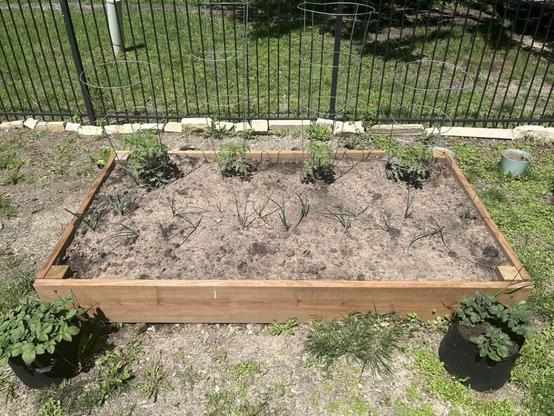 First time gardener - I can’t believe it!