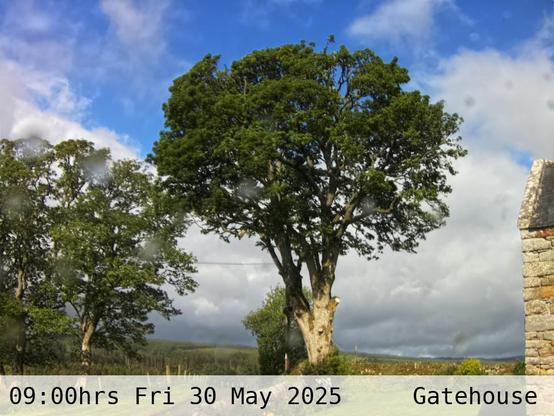Photograph of sycamore trees against the sky with low hills in the background at 09:00 hrs on Friday 30 May 2025, located at Gatehouse in Tarset, Upper North Tyne, Northumberland, UK. The immediate forecast is partly cloudy.