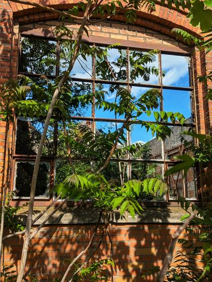 A close-up shot through a weathered, multi-paned window frame set in a red brick ruin that lacks a roof. All of the window panes are broken, and through them, one can directly see a bright blue sky dotted with fluffy white clouds. Lush green plants with jagged leaves grow in front of the window, partially obscuring the view. The aged red brickwork surrounding the window shows signs of decay.