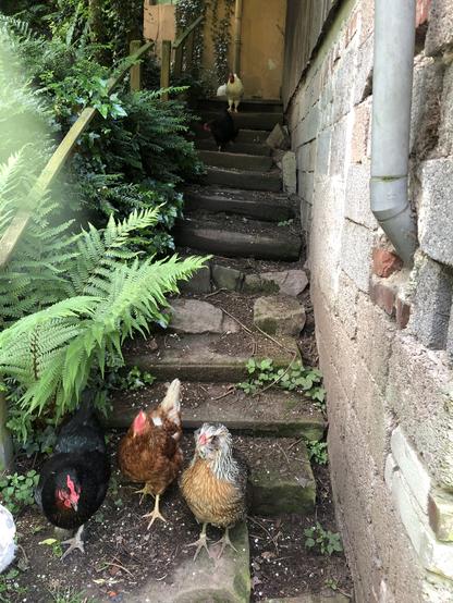 Das Bild zeigt eine Gruppe von Hühnern auf einer steinernen Treppe, die von einer Mauer und üppigem Grün umgeben ist. Drei Hühner stehen auf der unteren Stufe der Treppe: ein schwarzes Huhn, ein braunes Huhn und ein grau-braunes Huhn. Im Hintergrund, auf der oberen Stufe, steht ein weißer Hahn und eine schwarze Henne. Die Treppe ist aus unregelmäßigen Steinen gebaut und zeigt Anzeichen von Altersschäden, wie Flecken und Wucherung. Links ist ein Holzgeländer zu sehen, das von dichtem Grün umgeben ist, darunter Farnen. Rechts ist eine graue Regenrinne an der Mauer befestigt. Die Szene wirkt idyllisch und zeigt die Hühner in einem natürlichen, ländlichen Umfeld.
