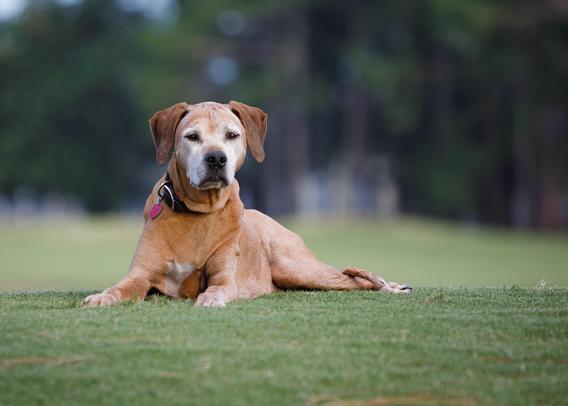 Alter Hund liegt auf der Wiese