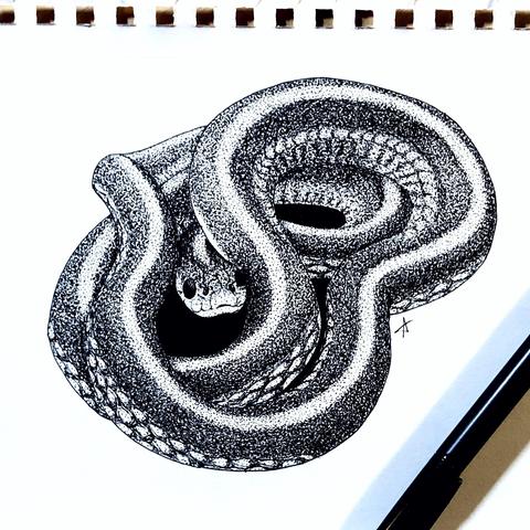 A hand drawn, stippled, black and white pen and ink illustration of a garter snake curled up in and around itself peeking out adorably from the center of the floppy tangle of it’s body.