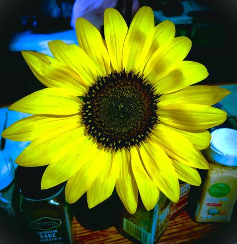 A sunflower surrounded by herbs and spices