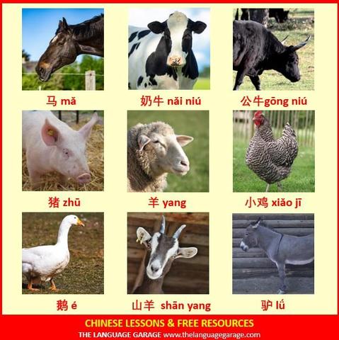 Chinese vocabulary for farm animals, images of animals found on a farm