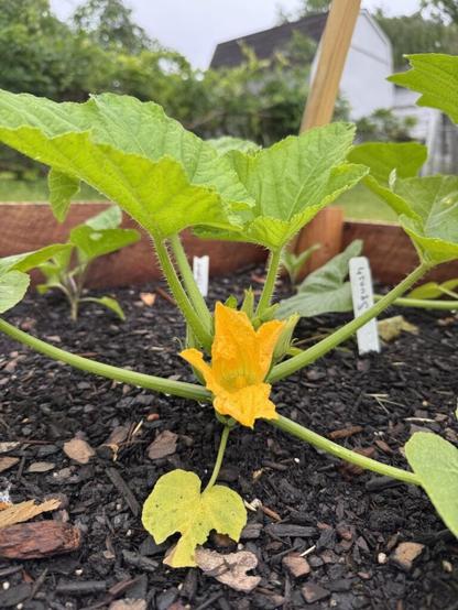 My First Veggie Garden