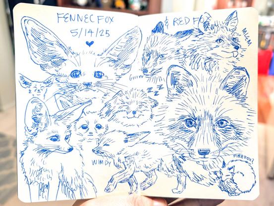 Sketchbook pages of blue ink drawings of Fennec Foxes and Red Foxes. At the top left reads FENNEC FOX 5/14/25. The top right page reads RED FOX. On the left page there are 5 drawings of Fennec Foxes of different sizes and different expressions. The text WIMDY is written next to a Fennec Fox walking with its eyes closed. On the right page, there are 5 drawings of Red Foxes. The top right one has MLEM written next to a fox sticking out its tongue. To its left is a growling fox with the text Grrrr next to it. At the bottom is a curled up fox drawing with the text Firefox? written next to it. In the middle of the spread is a sleeping fox with the text ZZZ next to it.