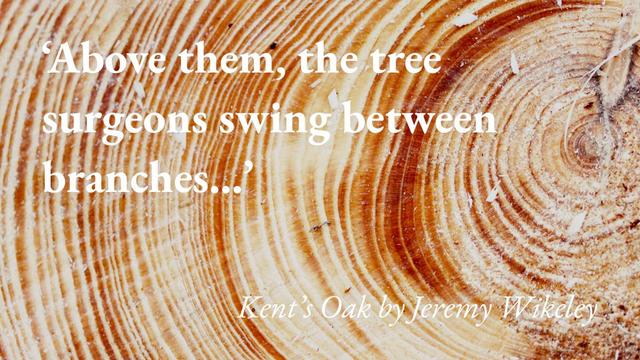 A close-up of a sawn log, with a quote from Jeremy Wikeley's short story Kent's Oak: 'Above them, the tree surgeons swing between branches…'