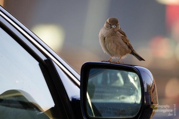 A young, round brown sparrow gives us a meaningful look as it stands atop the side-view mirror of a car.