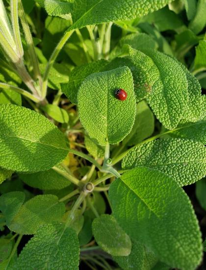 Close up of a sage plant. A very tiny ladybug, bright red and without spots, is standing on one of the leaves. A warm morning sun lightens the upper half of the picture.