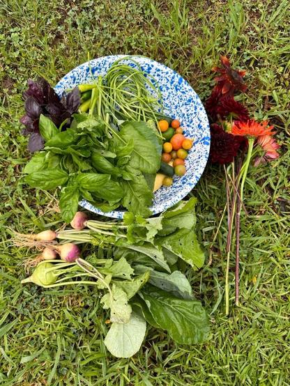 I feel like a kid at Christmas at the beginning of summer plant harvest season!