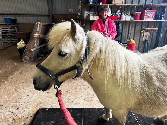 Shetland pony on weighing scales