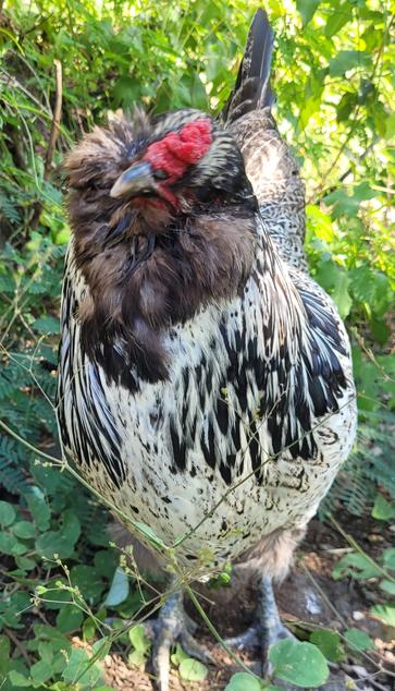 White and black chicken with red comb among tropical weeds