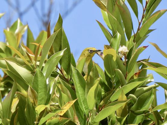 A yellow bird's head is peeking out of lush green leaves, showcasing its vibrant feathers in a serene outdoor setting.
