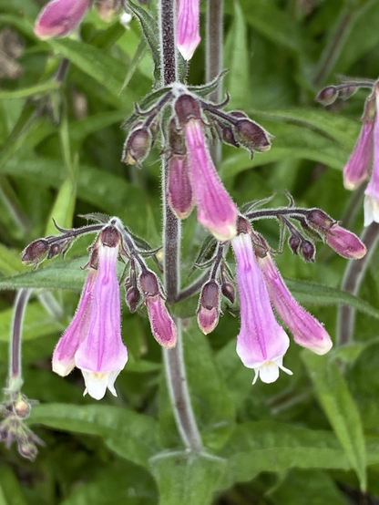 Flowers in pinks. Blossoms in dark grape purple. Edges fuzzy with short white hairs. The background is crossed with stems and leaves.