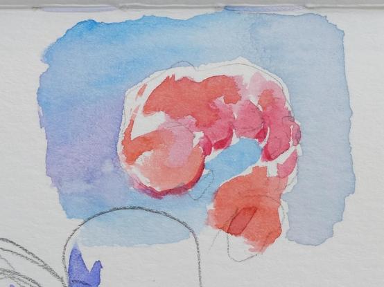 A loose watercolor sketch of a cooked shrimp on a blue background
