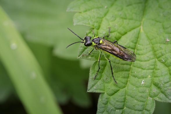 Shiny, sleek black and apple-green sawfly with folded wings on a spiky-edged nettle leaf.