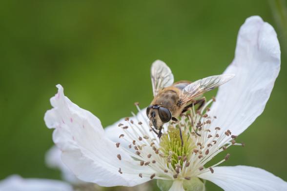 A rather round and fuzzy hoverfly, looking somewhere between a honey bee and a bumble bee, timidly sipping at the centre of a white-pink bramble flower.