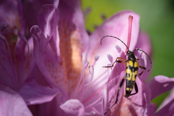 Stripy black and yellow beetle intrepidly scaling a large pink petal of a rhododendron flower, ready to sample the nectar within.