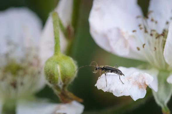 Dainty little brown longhorn beetle on a pink-white bramble petal.