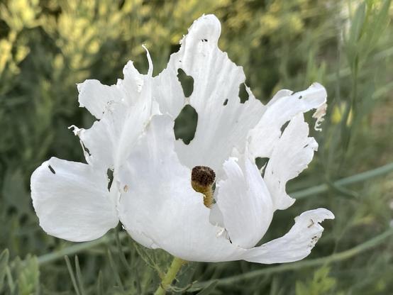 A large white flower with many half moons trimmed away from petals, giving the shape of a white flame