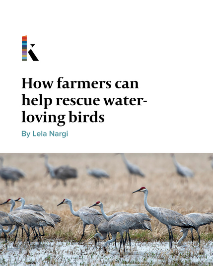Photograph of a group of grey colored sandhill cranes standing in water and stubble.