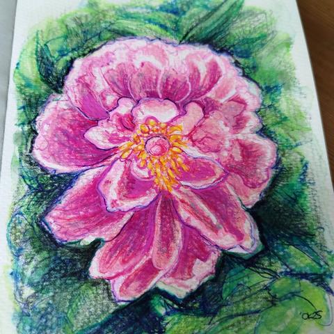 Mixed media painting of a pink peony flower with yellow stamens against a green background in a sketchbook.