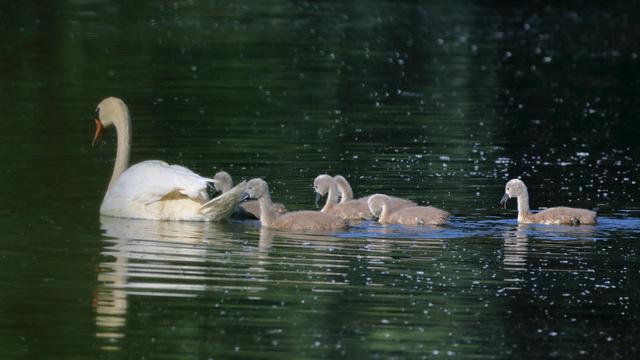 Cygne Tuberculé - Mute Swan
Cygnus olor