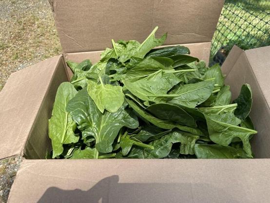 Proud of This Harvest