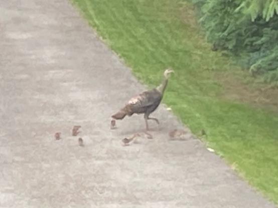photo shows a wild turkey hen crossing an asphalt driveway to get to a grassy area beyond. About 8 chicks are staying nearby, not getting too far away from their mom.