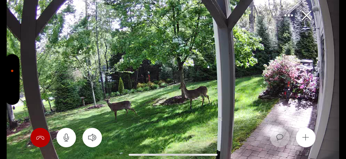 A Ring camera screencap of a pair of of does investigating the yummy things in a backyard.  Early spring, with lightly leafed trees, early morning eastern dappled light coming in from the right on the grass.  A couple of deck supports in the frame of the photo, a bit of a patio, and blooming azaleas surrounding an HVAC unit on the right.  The ground slopes away at quite an angle from right to left.

The two large-ish deer are standing mid-picture, both angled downhill from right to left.  The one further down (to the left) is looking at the camera, as if she knows she's being photographed.  I'm sure they enjoyed some early spring hosta after this.